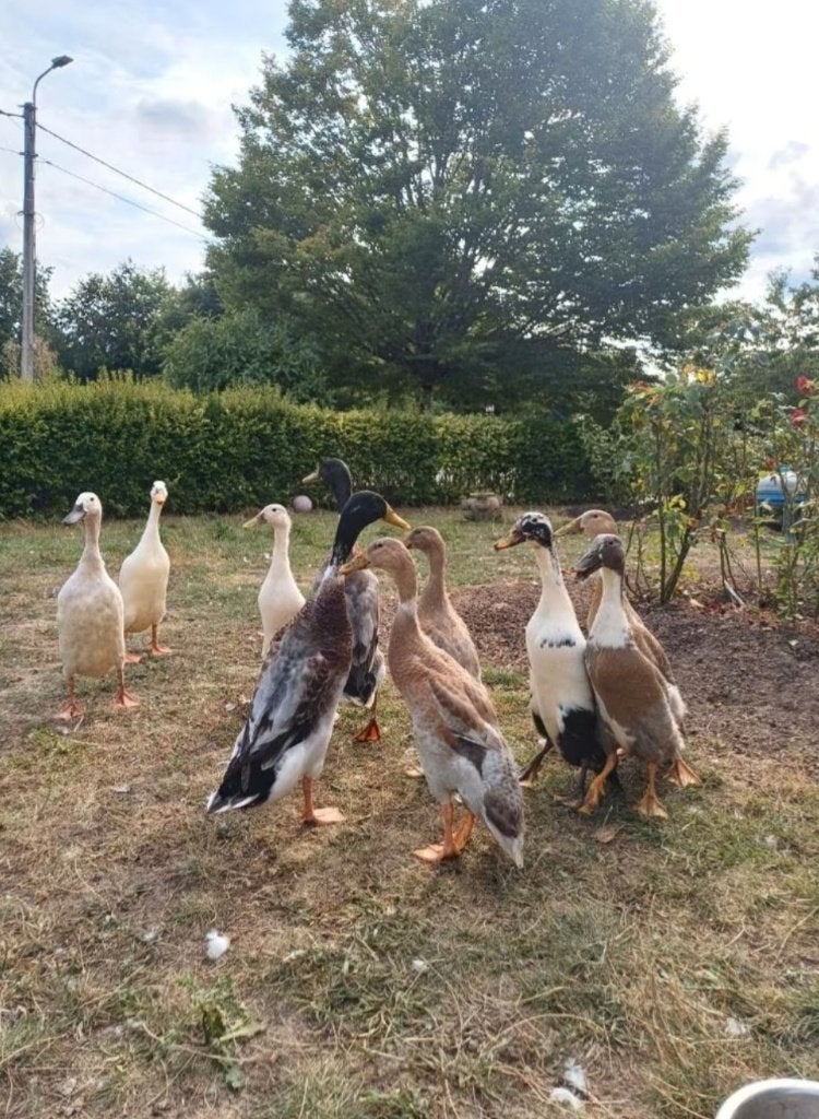 Loopeend mannetjes te koop, Mâle, Canard