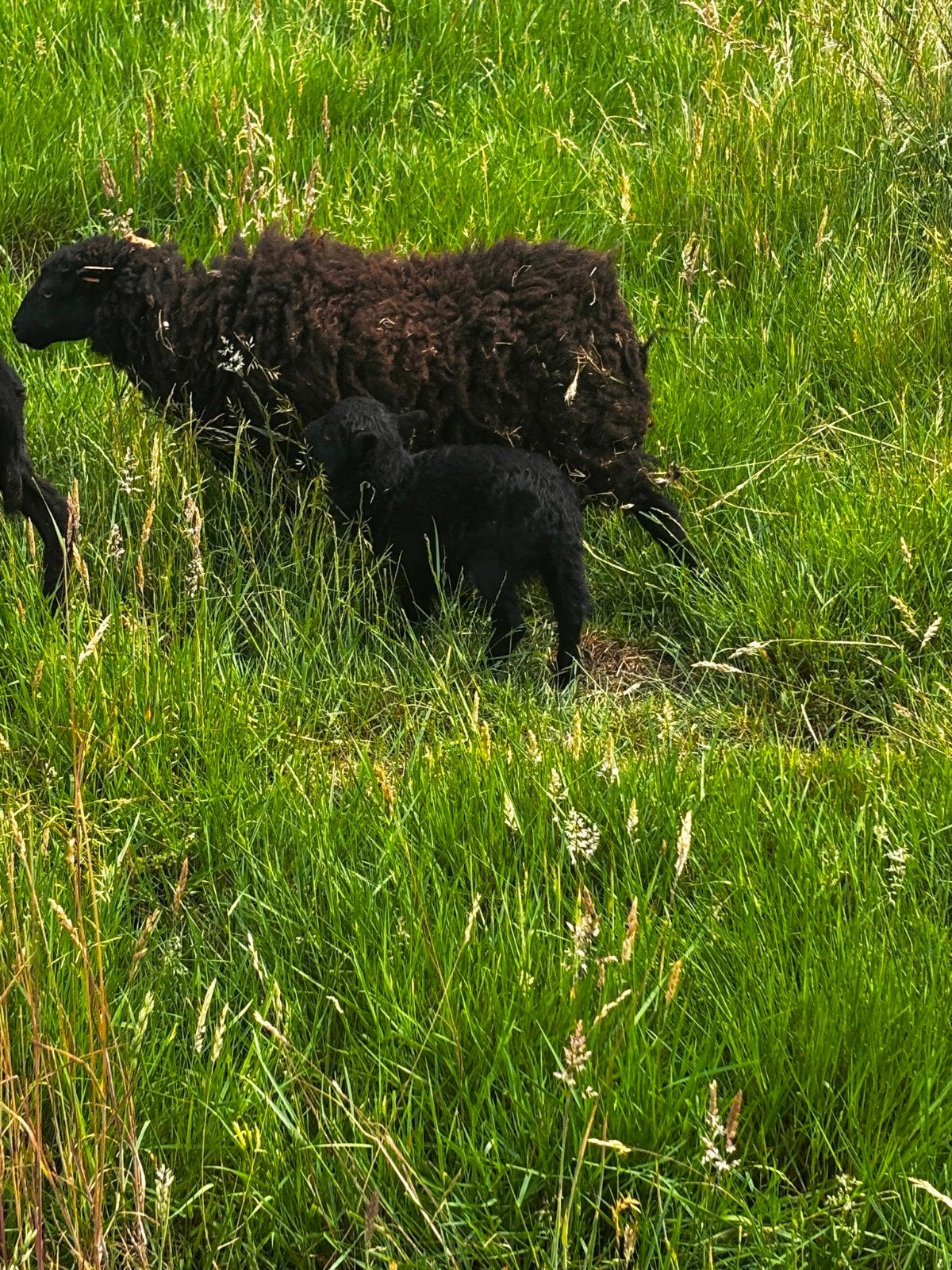 Stamboom ouessant ooi 2025 met ramlam 2026, Meerdere dieren, Schaap, 0 tot 2 jaar