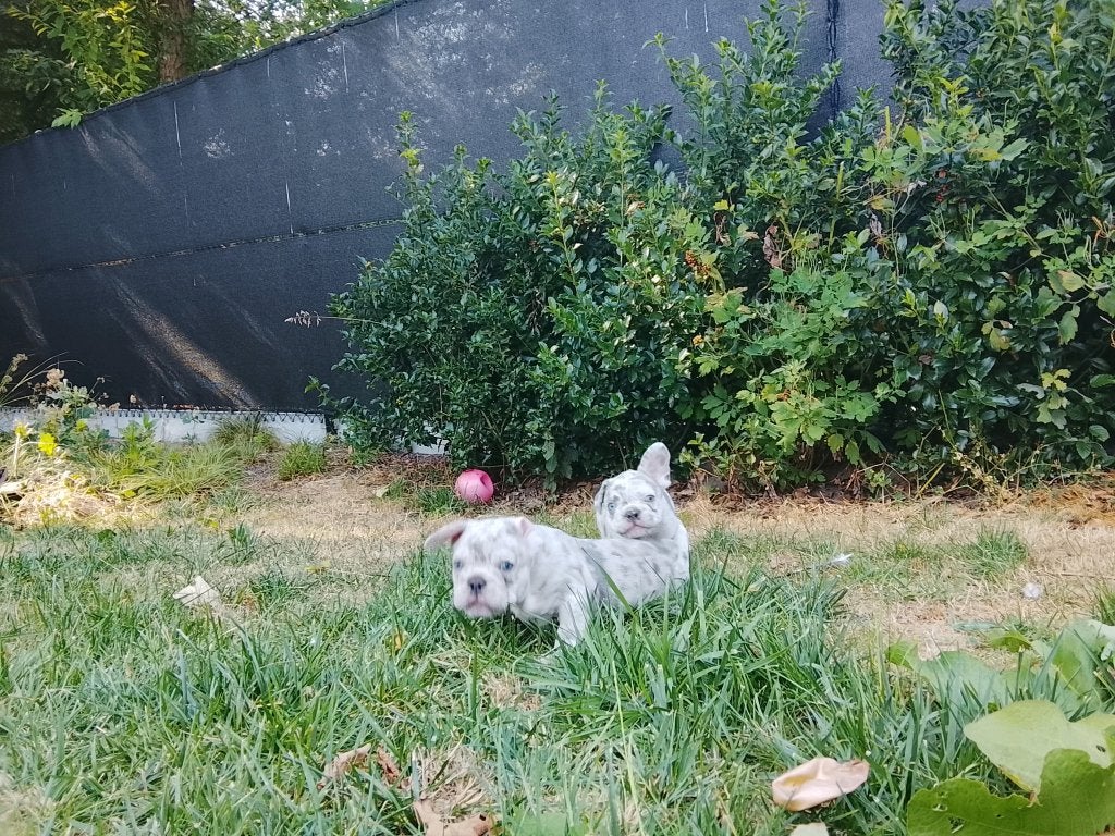 Franse Bulldog pups – Merle & Blue –, België, Particulier, 8 tot 15 weken, Bulldog