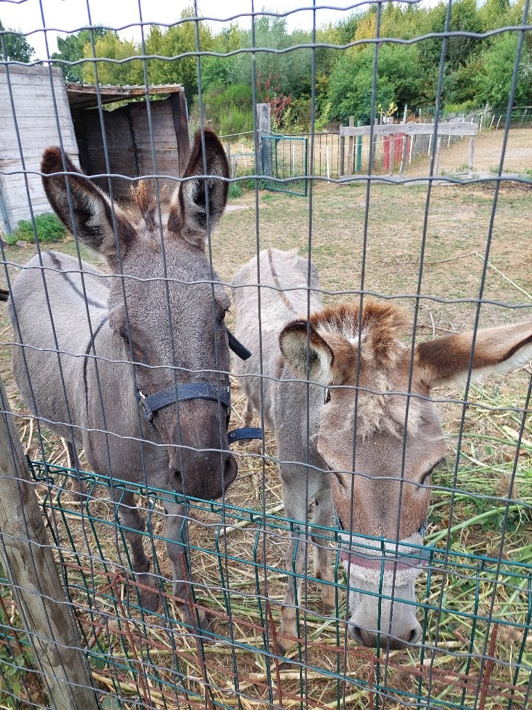 twee ezels vrouwlijk 9 jaar met kruis, Dieren en Toebehoren, Merrie, C pony (1.27m tot 1.37m), Gechipt, 7 tot 10 jaar