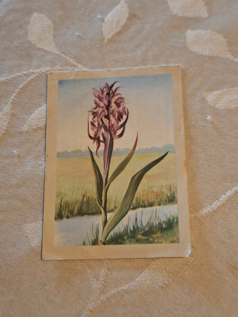 Prentje/Chromo : Gevlekte Orchis/Chocolade Jacques, Ophalen of Verzenden, Gebruikt, Natuur, Prent