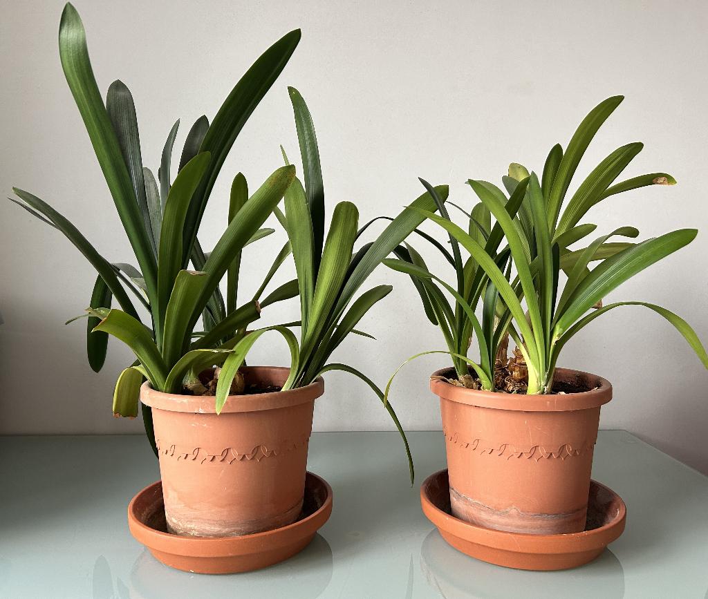 Lot de 2 plantes d'intérieur - Clivie vermillon, Enlèvement, En pot
