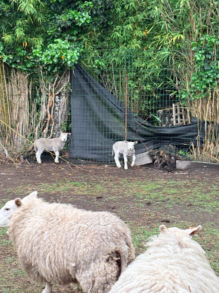 schapen, Femelle, Mouton, 0 à 2 ans
