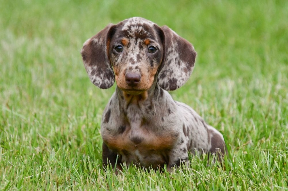 Dwergteckel pups te koop (korthaar), Dieren en Toebehoren, Honden | Teckels en Dashonden, 15 weken tot 1 jaar, Dwerg, Parvo, Meerdere