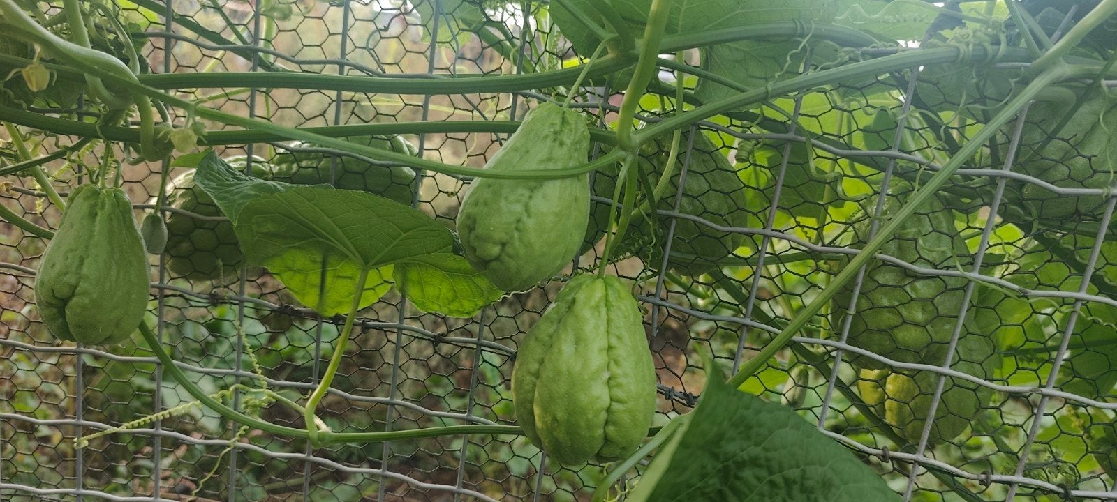 De chayote   Lauki of Dudhi, Enlèvement ou Envoi