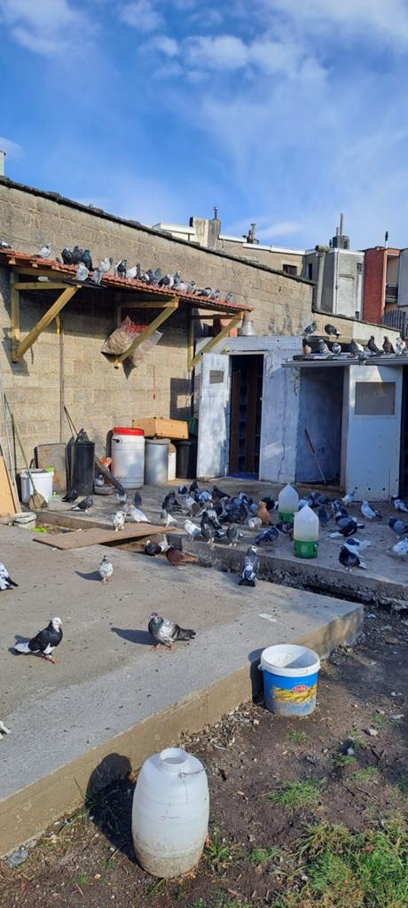 Donek, Animaux & Accessoires, Oiseaux | Pigeons