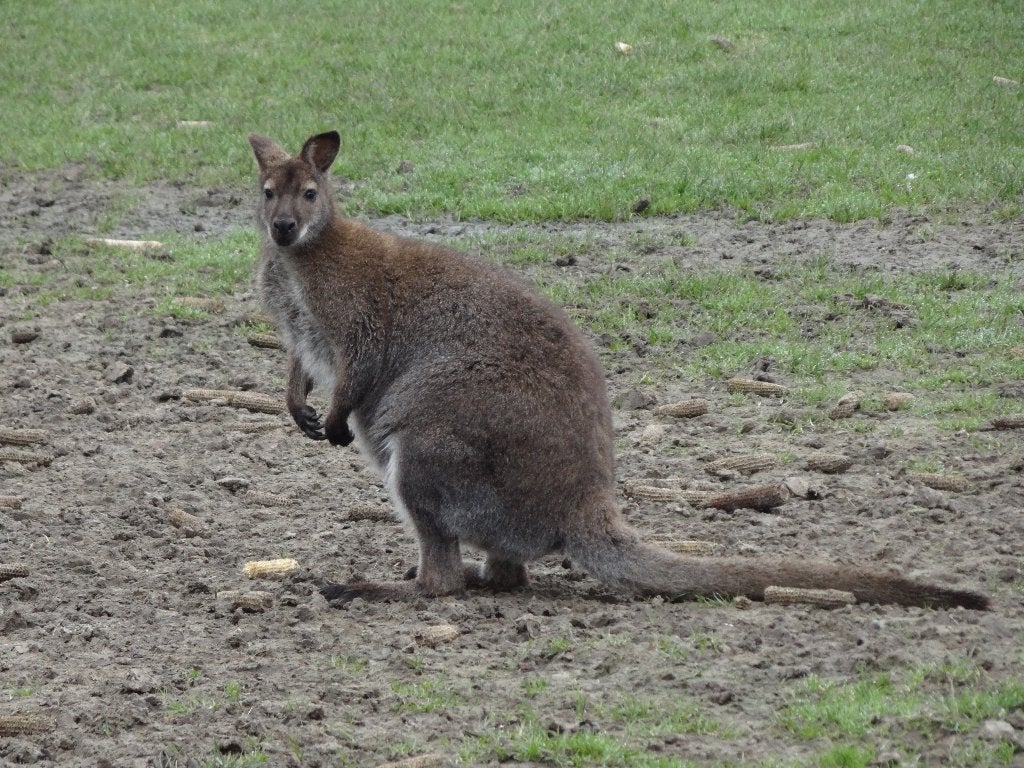 wallaby kangoeroe mannetje 2025, Janvier, Mâle