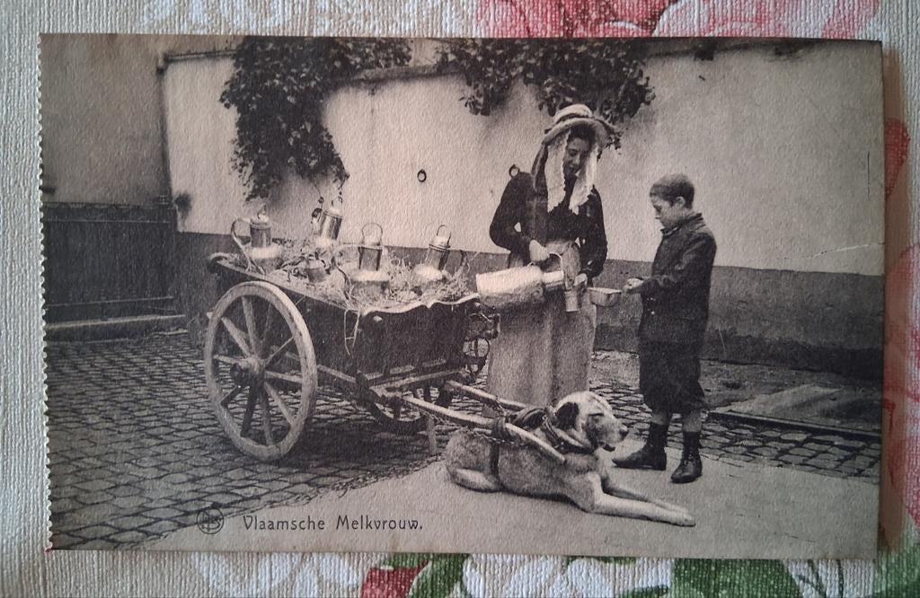 Vintage Postkaart De Vlaamsche Melkvrouw, Ophalen of Verzenden