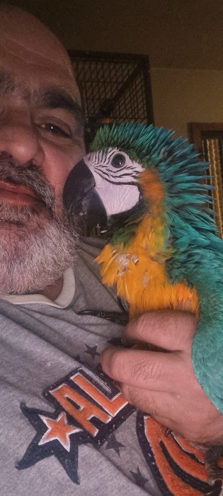 ararauna femelle, Animaux & Accessoires, Femelle