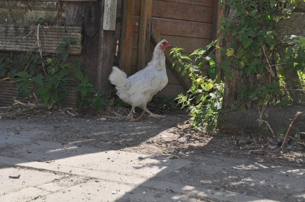 trio de poulets (2 poulets + 1 coq), Plusieurs animaux, Poule ou poulet