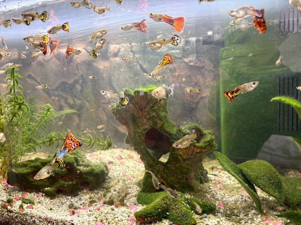 Guppy à vendre, Poisson, Poisson d'eau douce