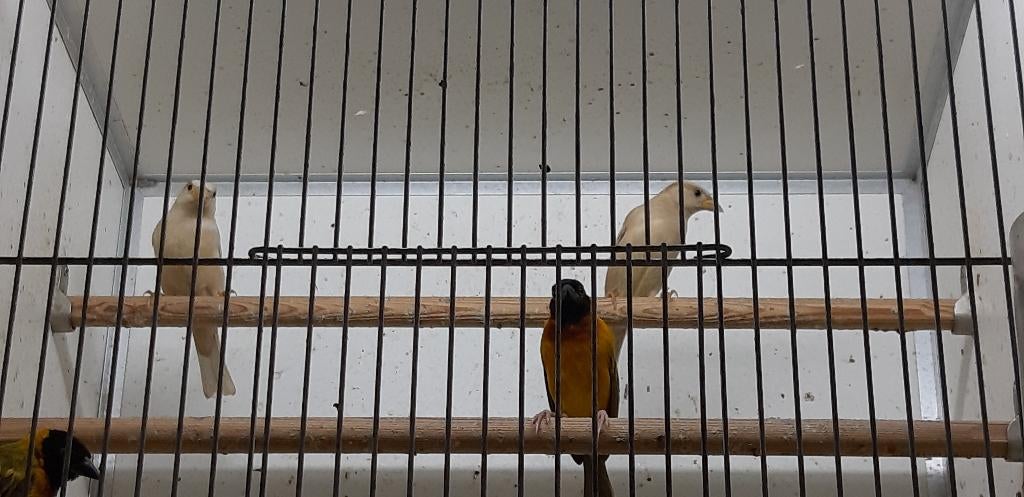 Huismussen pheao, Meerdere dieren, Wildzangvogel, Geringd