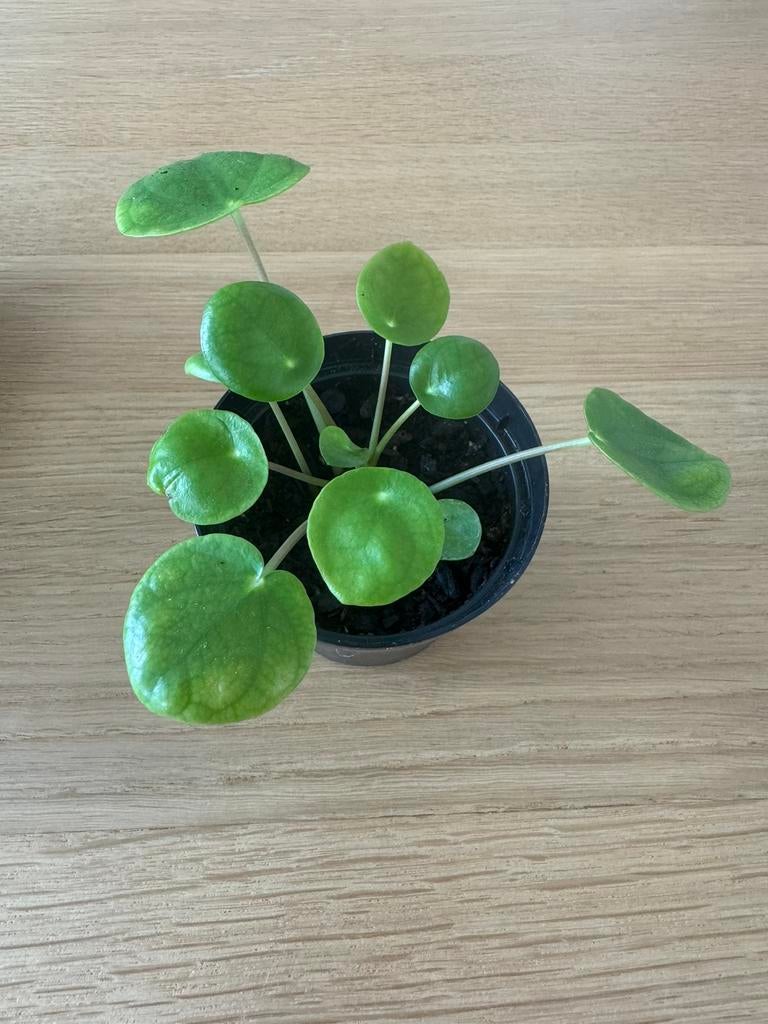 Plantes d’intérieur  « plante à monnaie chinoise », Comme neuf