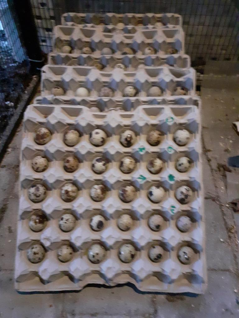 Œufs à incuber japonais Jumbo Quail, Animaux & Accessoires, Volatiles | Accessoires, Enlèvement, Comme neuf