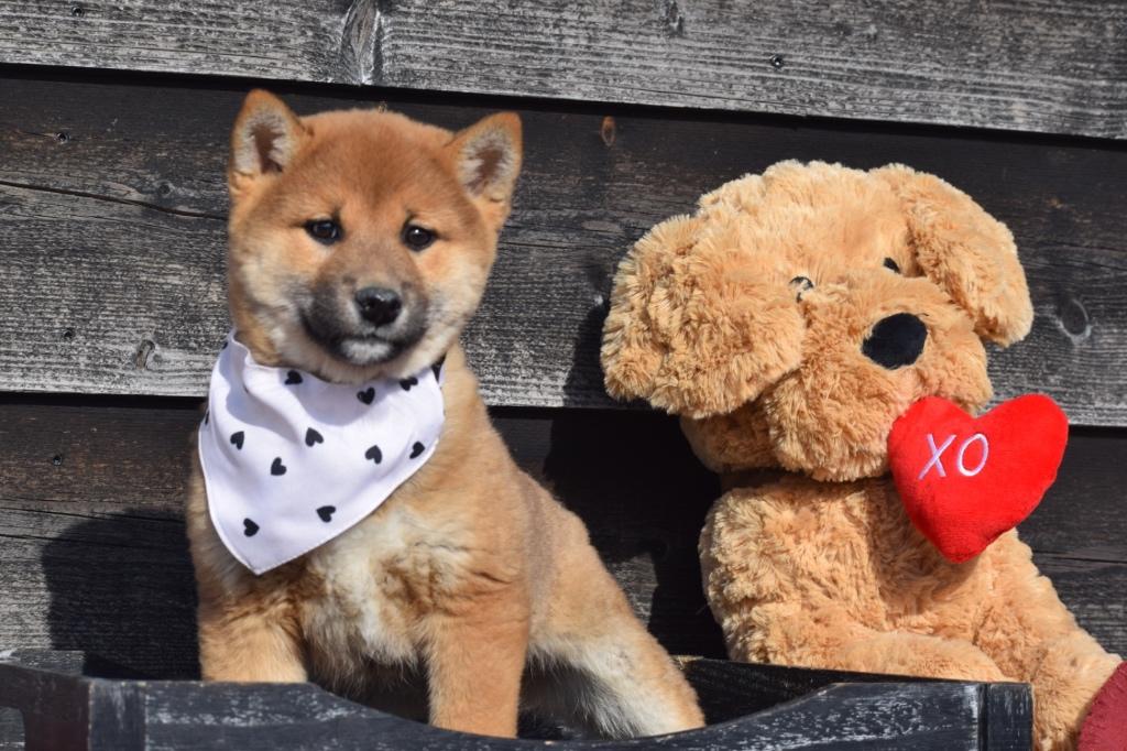 Chiots Shiba Inu, Animaux & Accessoires, Chiens | Huskys, Loulous & Types primitifs, Plusieurs animaux, Autres races, Éleveur | Professionnel
