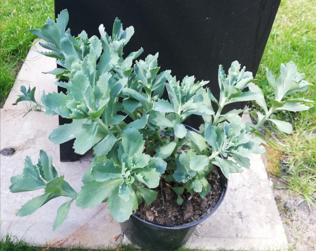 Echange ou vend sédum rose, Ophalen, Zomer, Vaste plant, Volle zon