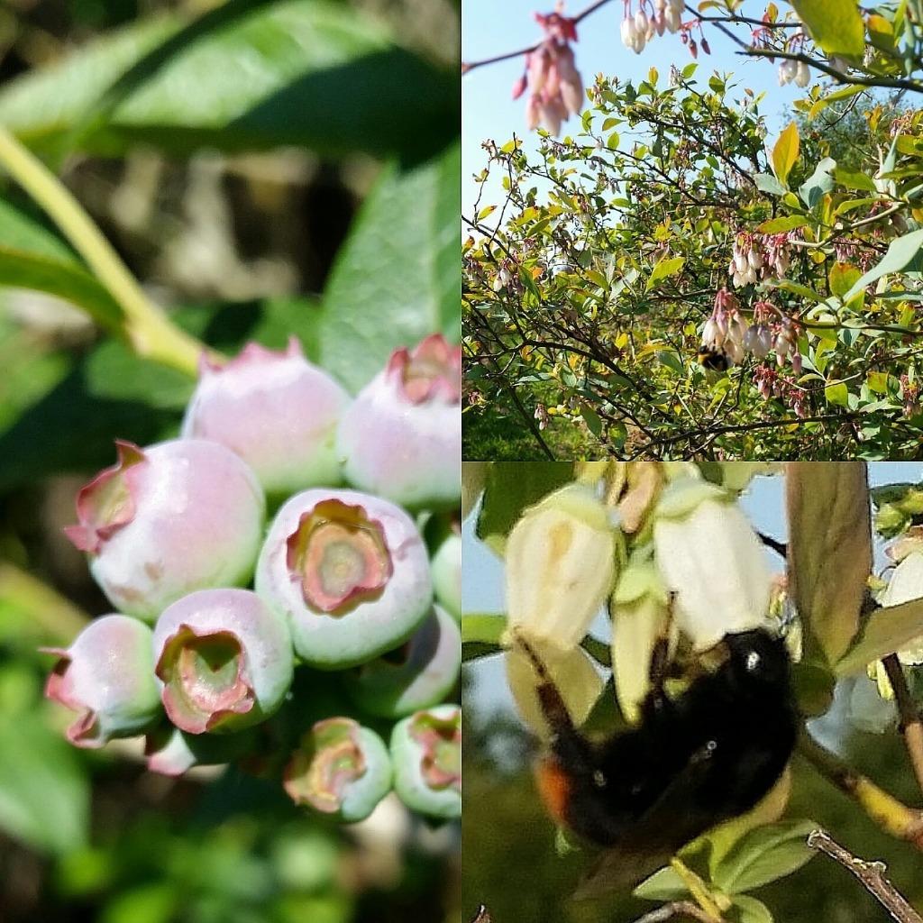 Action sur les petits fruits, Enlèvement
