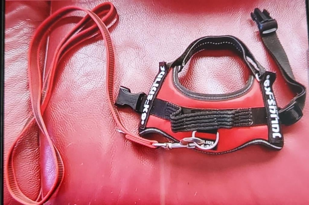Harnais plus laisse julius mini, Animaux & Accessoires, Enlèvement ou Envoi, Comme neuf