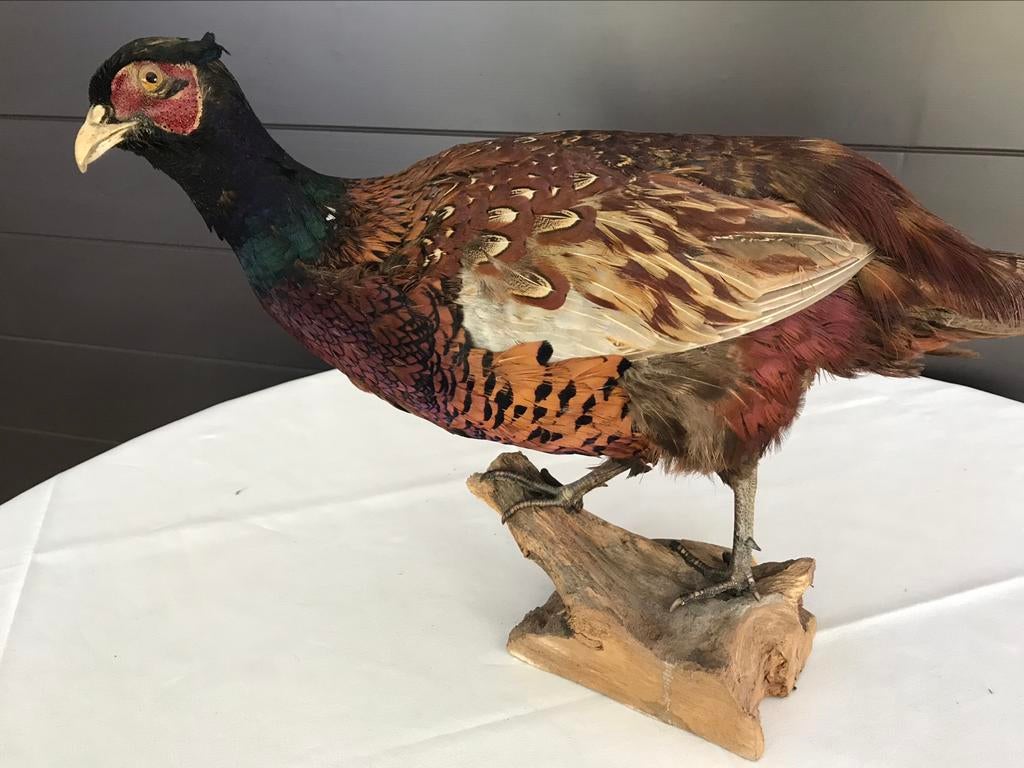 Coq de faisan en peluche, Enlèvement ou Envoi, Comme neuf