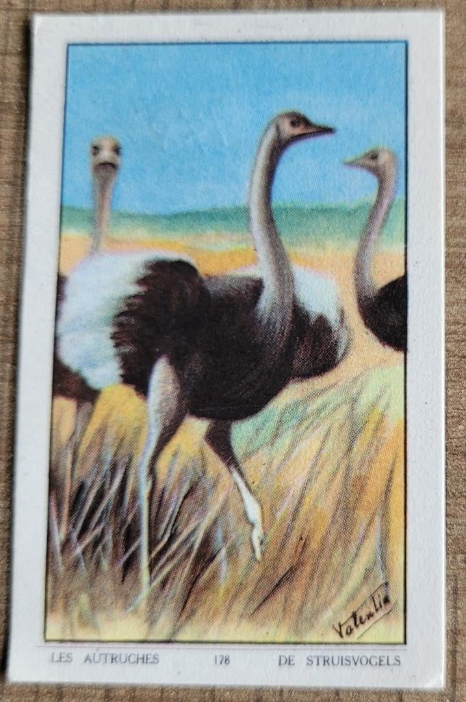 Verzamelprentje: de struisvogels (Van Deun-Poppeliers Turnho, Ophalen of Verzenden, Gebruikt, Dier, Prent