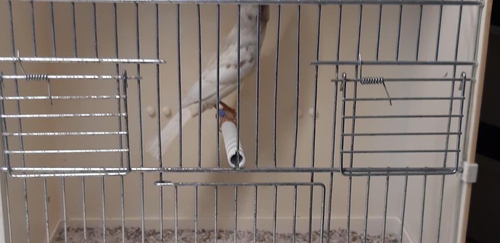 HUISMUSSEN IN PHEAO bruin en Split, Dieren en Toebehoren, Vogels | Overige Vogels, Meerdere dieren, Wildzangvogel, Geringd