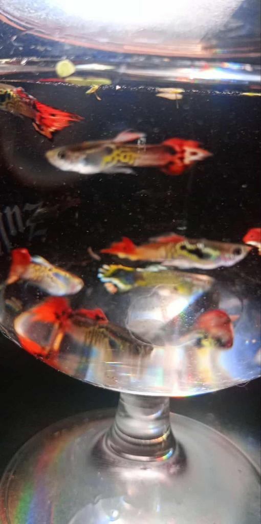Guppies/endler Guppies te koop, Ophalen, Zo goed als nieuw