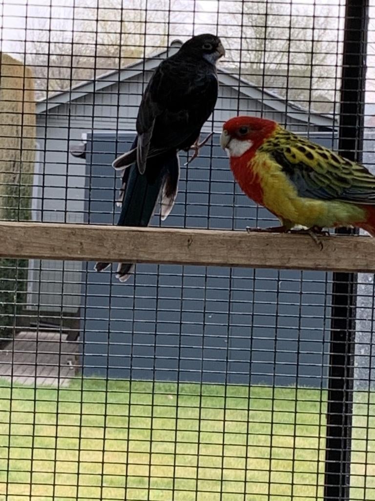 Rosella Parkieten, Dieren en Toebehoren, Vogels | Parkieten en Papegaaien, Meerdere dieren, Parkiet, Geringd