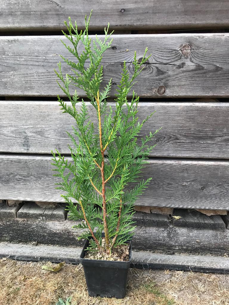 Conifeer Thuja atrovirens, Tuin en Terras, Verzenden, Conifeer, Haag, Minder dan 100 cm