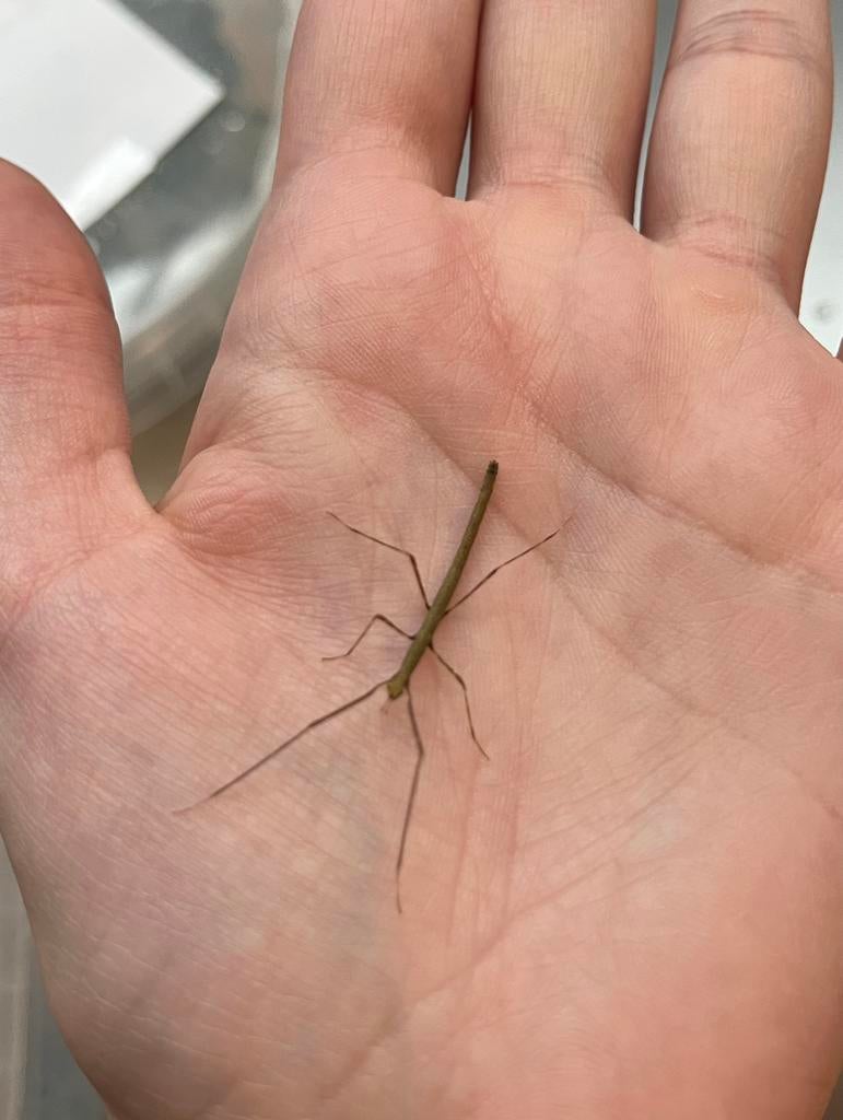 Wandelende takken, Dieren en Toebehoren, Insecten en Spinnen, Wandelende tak
