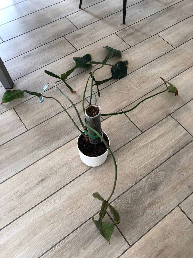 Philodendron Joepii, Huis en Inrichting, Kamerplanten, Ophalen, Overige soorten