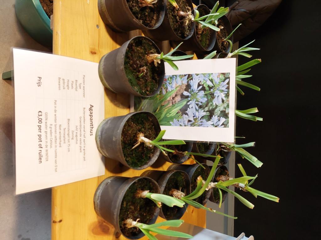 Planten ruilen, Tuin en Terras, Planten | Tuinplanten, Ophalen, Vaste plant, Overige soorten