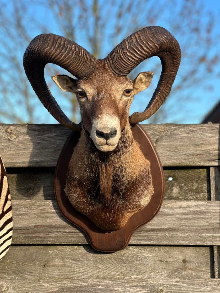 Taxidermie grote moeflon, Ophalen of Verzenden