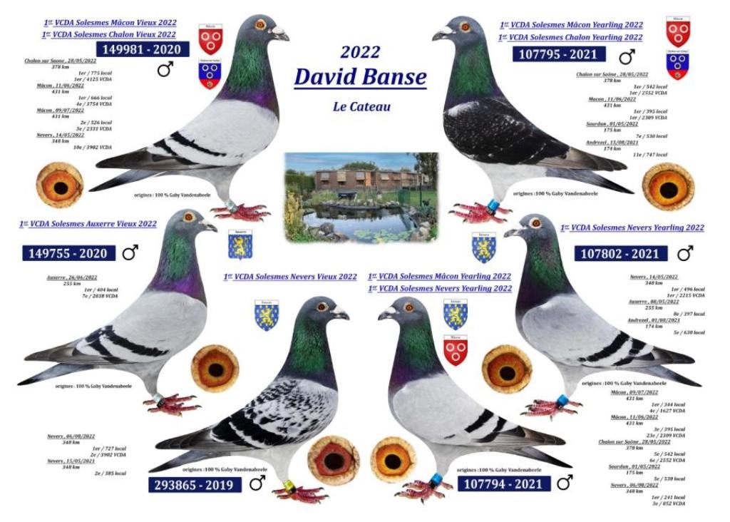Pigeons voyageurs, Meerdere dieren, Postduif