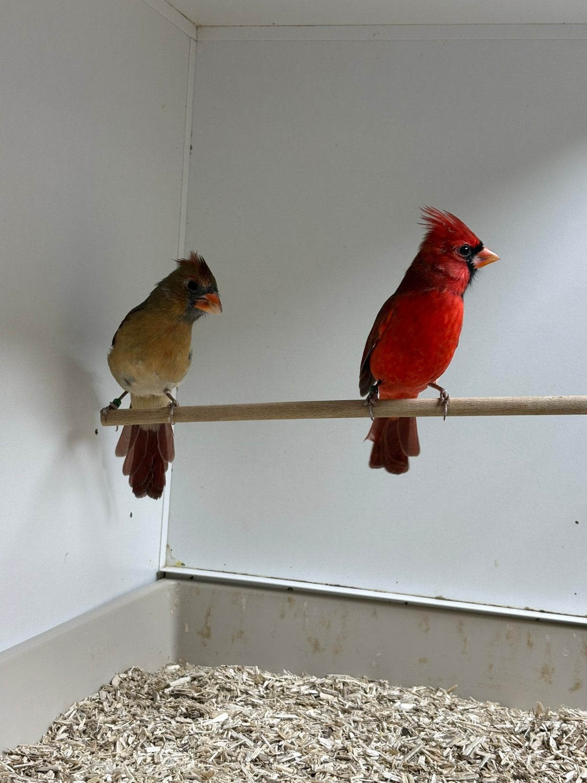 Rode kardinalen, Dieren en Toebehoren, Geringd