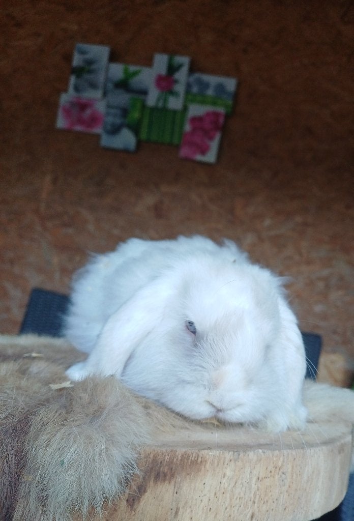 Nhd/minilop.koppel, Dieren en Toebehoren, Hangoor