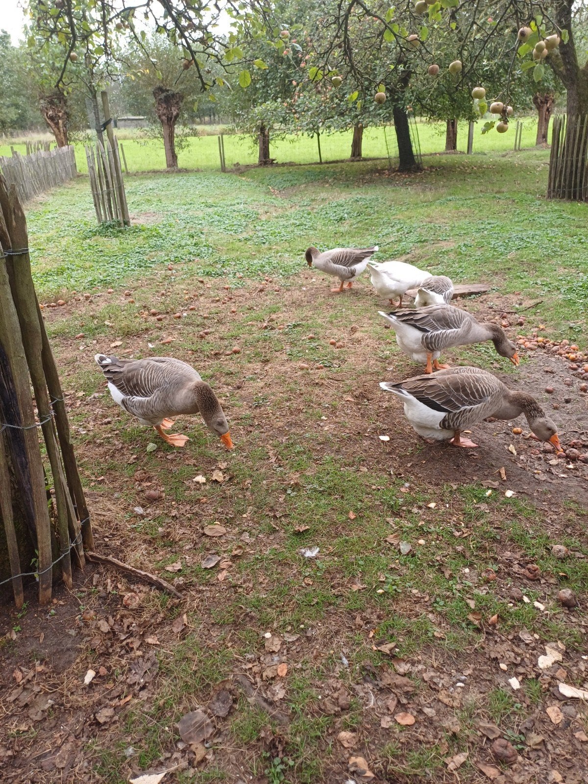 ganzen, Gans of Zwaan