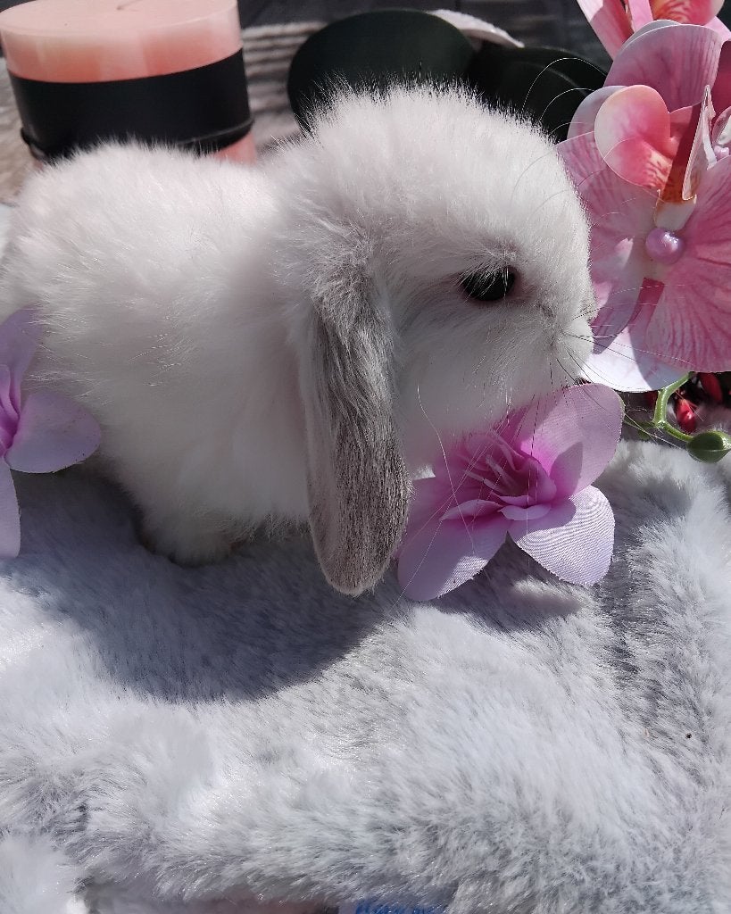 Raszuivere tamme minilopjes, Animaux & Accessoires, Lapins, Nain, Plusieurs animaux, 0 à 2 ans, Oreilles tombantes