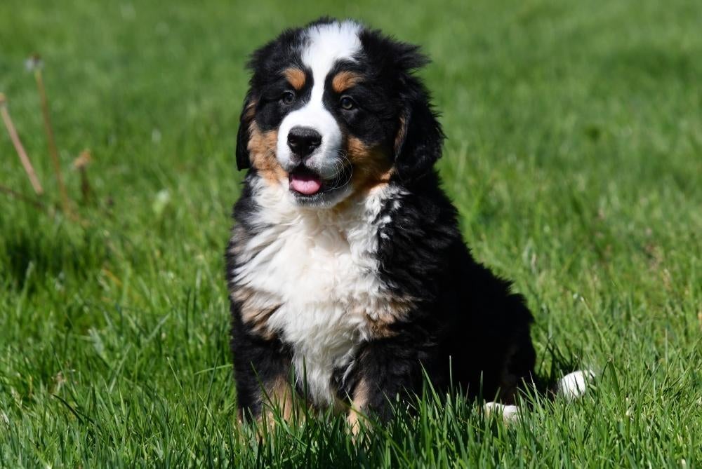 Berner Sennen pups te koop, 15 weken tot 1 jaar, Sennenhond, Buitenland, Parvo