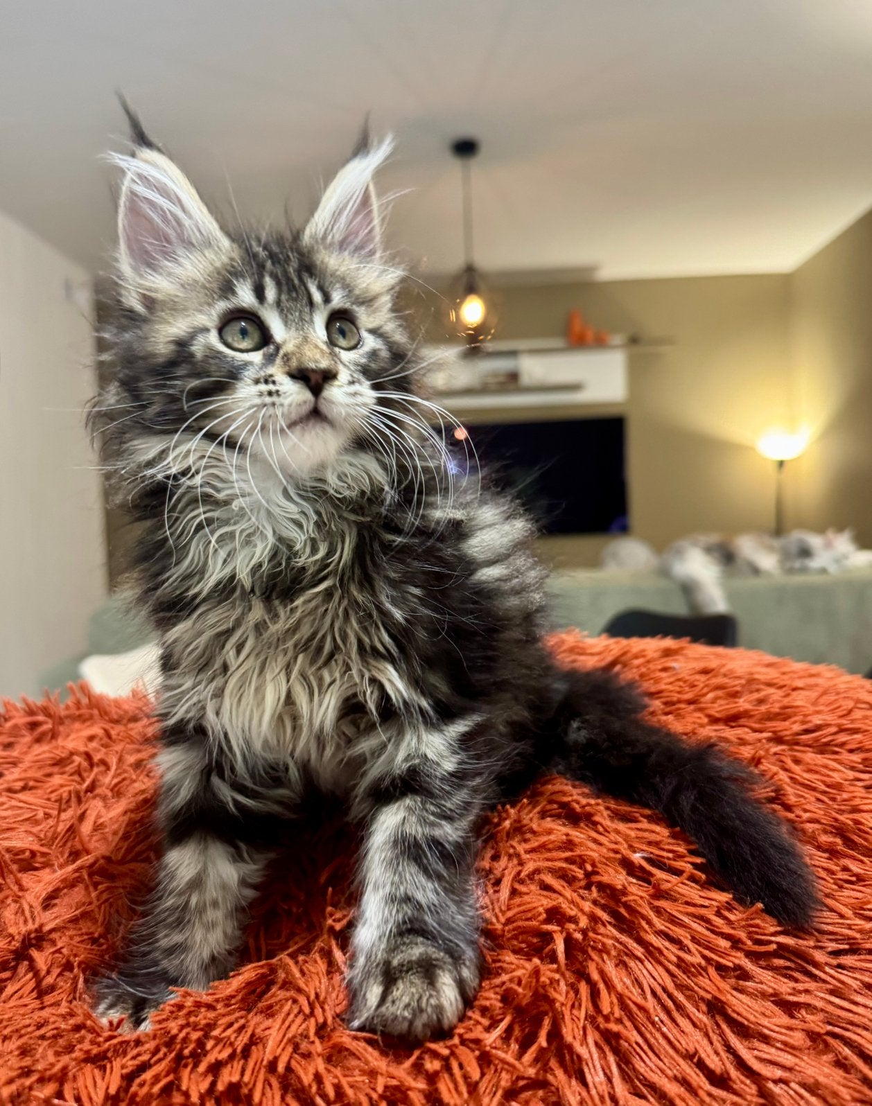 Little Chocolate Beauty — Tabby noir/brun, Animaux & Accessoires, Chatte ou Chat, Avec pedigree, 0 à 2 ans