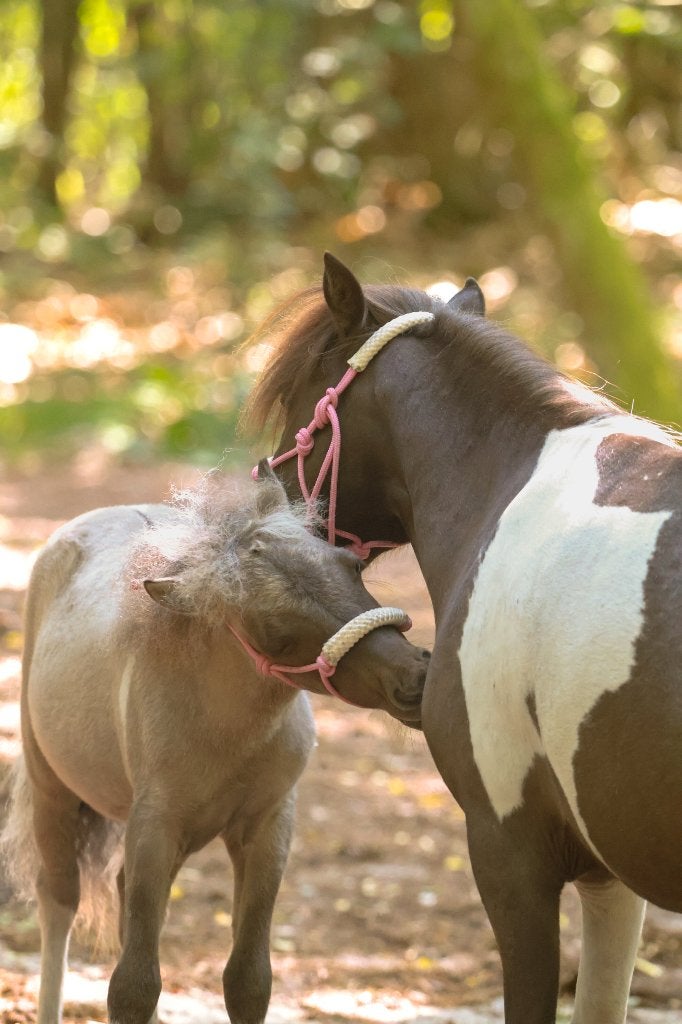 5sterren huisje gezocht voor 1 van onze allerliefste merries, Dieren en Toebehoren, Paarden, Minder dan 160 cm, Niet van toepassing