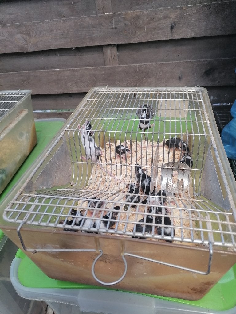 3 labobakken voor knaagdieren, Dieren en Toebehoren, Ophalen, Gebruikt, Knaagmateriaal