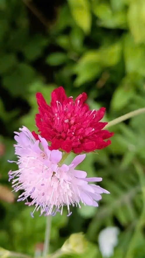 Knautia , een echte zonneklopper, Tuin en Terras, Planten | Tuinplanten, Volle zon, Vaste plant, Zomer, Ophalen