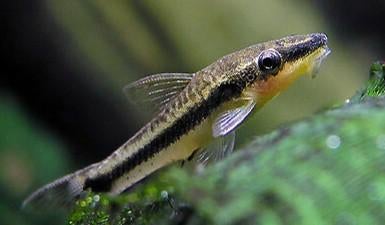 Otocinclus affinis, Dieren en Toebehoren, Vis, Zoetwatervis, Schoolvis