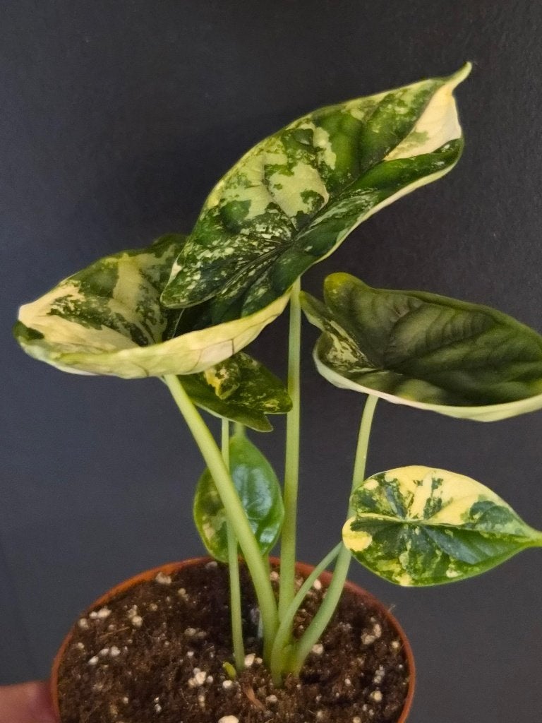 Alocasia Dragon Scale Albo, Enlèvement ou Envoi