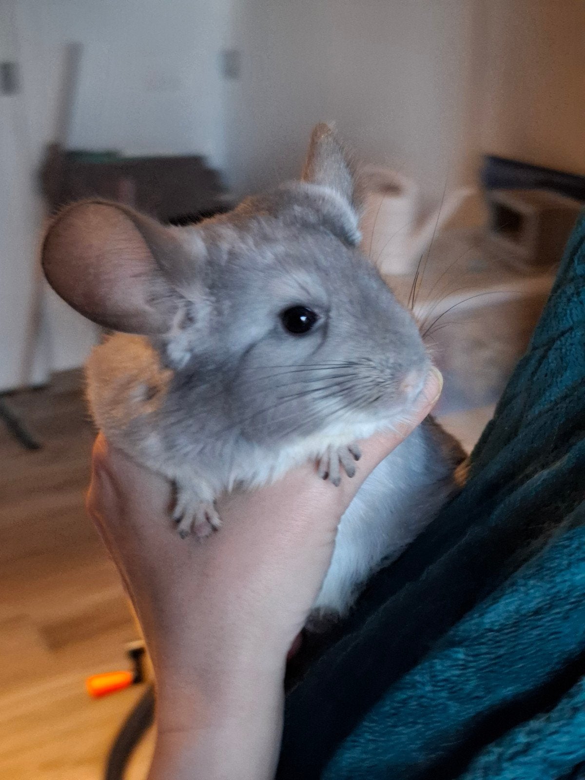 Chinchilla, Dieren en Toebehoren, Maart, Vrouwelijk, Chinchilla