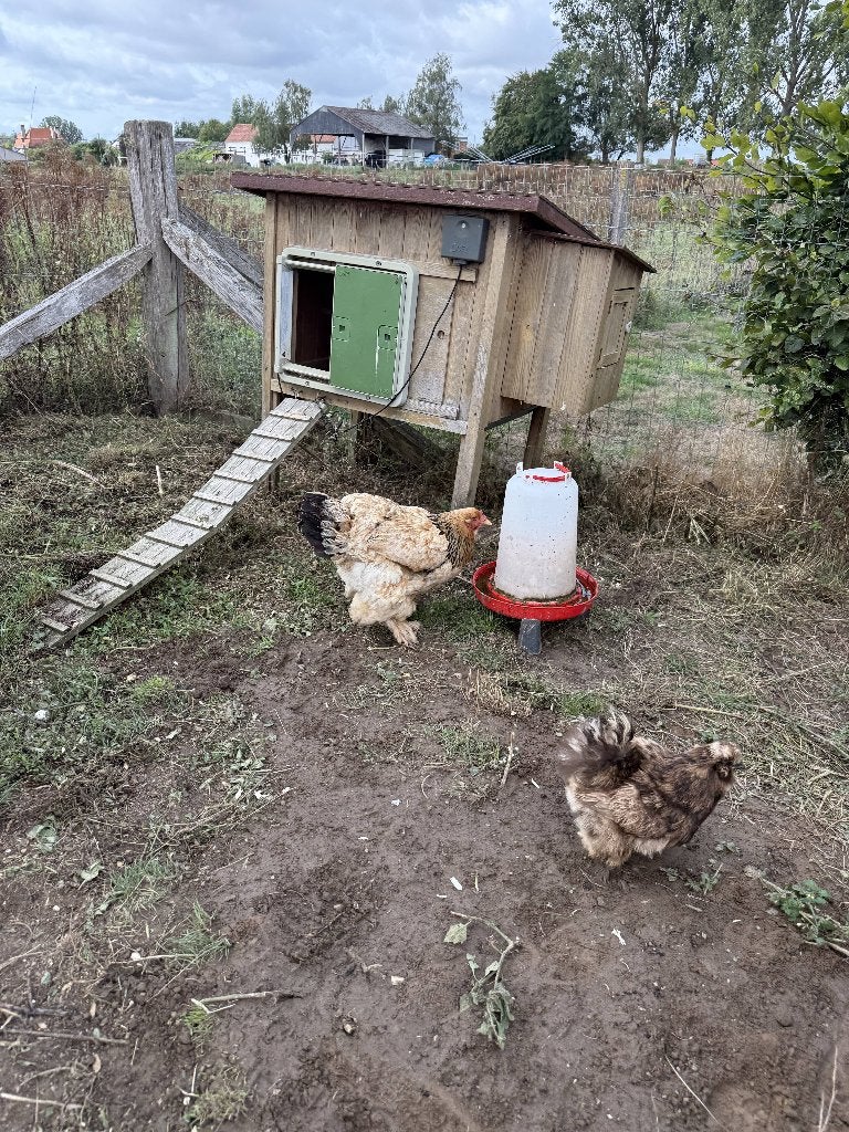 2 kippen plus hok met automatisch deurtje en voederbak, Dieren en Toebehoren, Pluimvee, Vrouwelijk, Kip