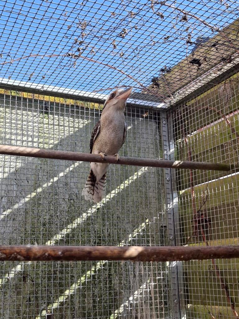 Kookaburra bewezen kweekman v 2016! Wegens sterfte pop!, Geringd