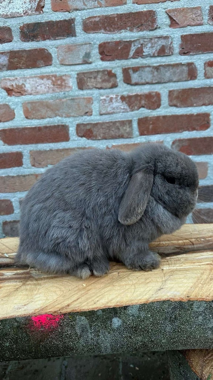 Minilop voedsters, Dieren en Toebehoren