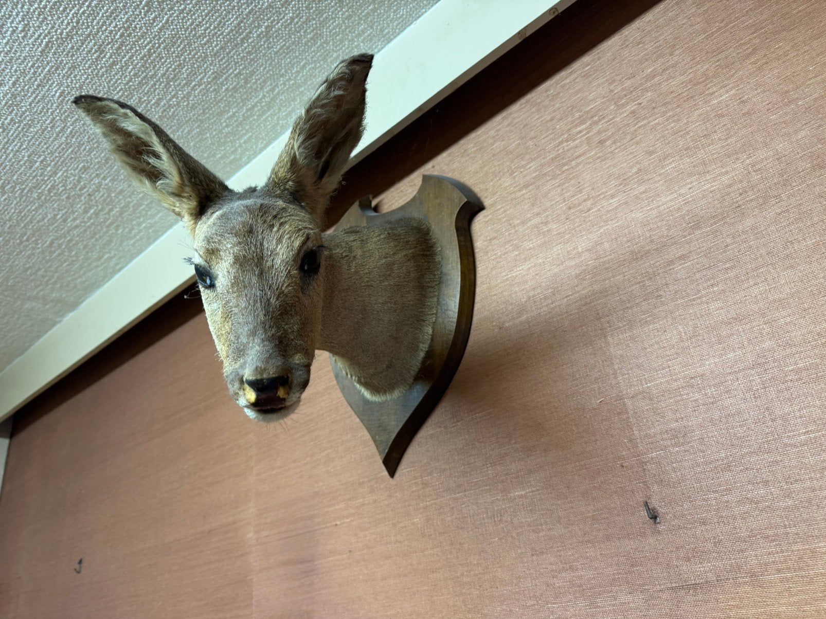 Cerf en peluche ancien — taxidermie, Enlèvement, Comme neuf
