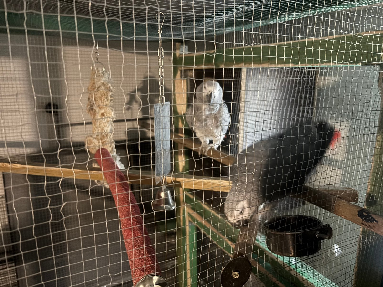Couple gris du gabon, Animaux & Accessoires, Enlèvement ou Envoi